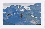 leveapystokihu ja lokki Pomarine Skua and Gull * 3513 x 2094 * (4.52MB)